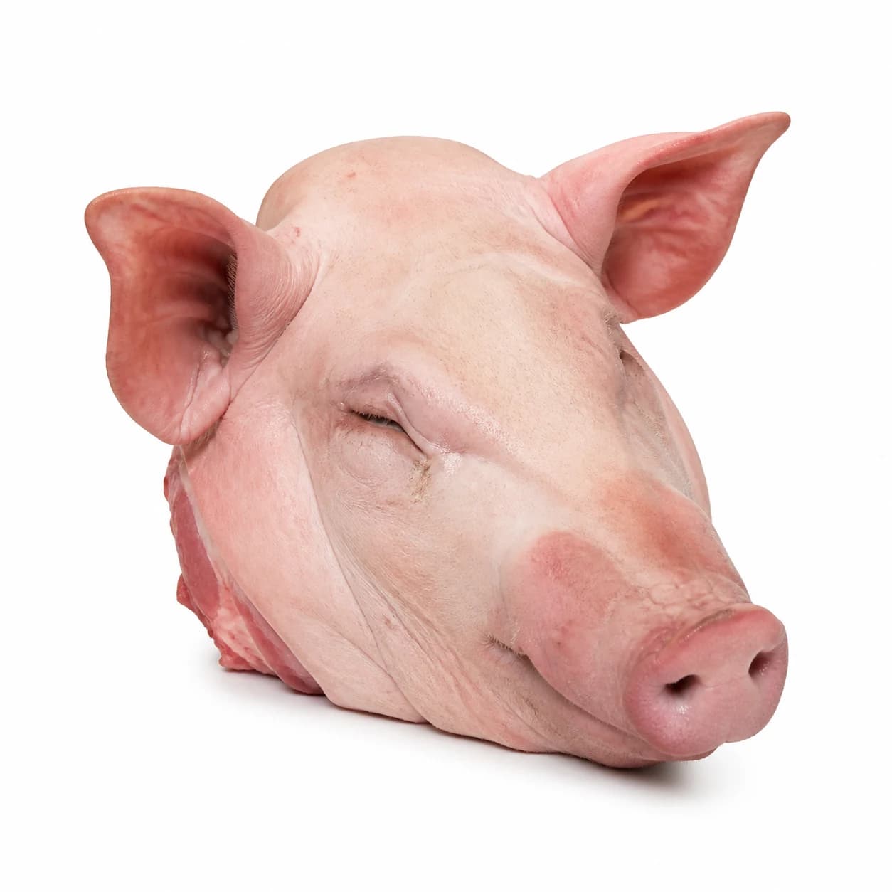CABEZA DE CERDO